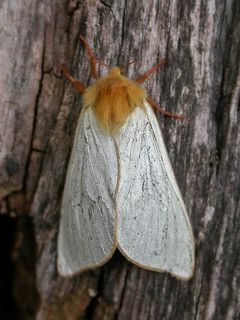 Ghost Moth, Moth Garden, Uk Moths, British Moths, Pretty Bugs, Moth Species, Fairy Flowers, Cute Moth, British House