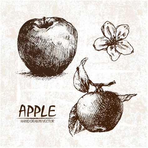 Hand drawn apple design Free Vector Apple Ink Drawing, Apple Pencil Drawing, Two Headed Calf, Apple Drawing, Food Sketches, Apple Tattoo, Apple Illustration, Food Watercolor, Art For School