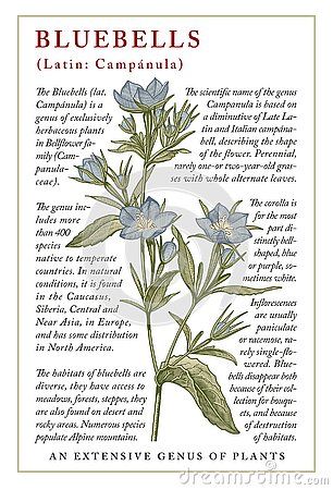 Bluebell Botanical Illustration, Victorian Botanical Illustration, Bellflower Aesthetic, Bell Flowers Drawing, Bellflower Drawing, Vintage Frame Drawing, Bluebell Drawing, Bluebells Flower, Label Drawing