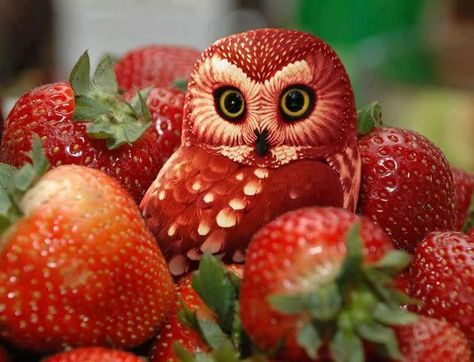 Amazing Fruit Art. Believe It Or Not This Cute Owl Is Made Of Strawberry's. Owl Sitting, Fruit Animals, Red Owl, Decorações Com Comidas, Funny Fruit, Food Sculpture, Fruit And Vegetable Carving, Creative Food Art, Vegetable Carving