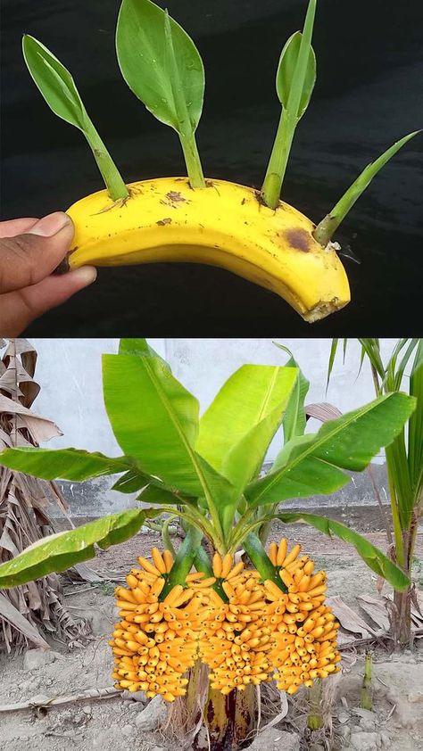 Root Plants, Nut Trees, Amazing Food Hacks, Banana Plant, Plant Care Houseplant, Potted Flowers, Banana Plants, A Banana, Planting Vegetables