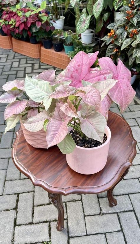 Pink Syngoniums Pink Syngonium, Plants With Pink Flowers, Arrowhead Plant, Plant Care Houseplant, Pink Plant, Indoor Gardens, Plant Aesthetic, Terrarium Plants, House Plants Decor