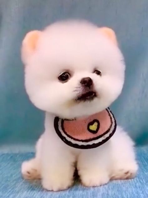 Korean Puppy, Funny Animal Faces, Cute Fluffy Puppies, Teacup Puppy, Cute Fluffy Dogs, Cute Puppies And Kittens, Cute Dogs Images, Very Cute Puppies