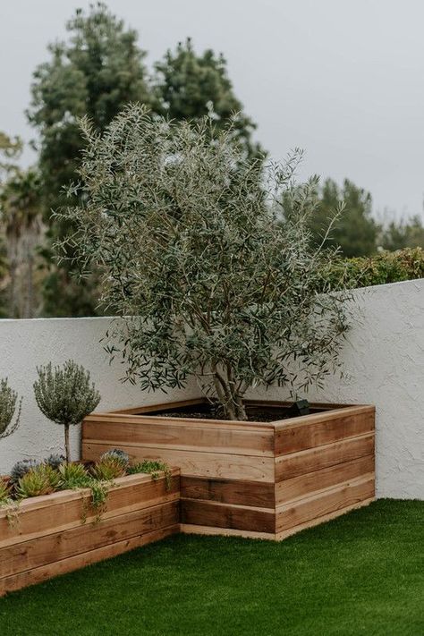 Custom redwood garden boxes filled with succulents, topiaries and an amazing olive tree made a big impact in this small courtyard space. See more of this project on our site! Redwood Landscaping, Olive Trees Landscape, Olive Trees Garden, Small Courtyard, Tree Planters, Custom Planters, Garden Bags, Flagstone Patio, Small Courtyards