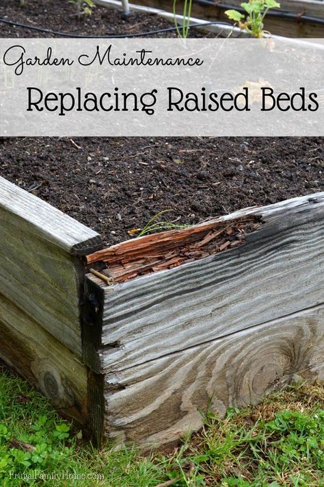 Do you need to replace your rotting raised garden beds? We were late getting to this job last year and replaced them while our garden was growing. I have some great tips to share about how to rebuild the raised bed in your garden. Raised Flowerbed, Best Untreated Wood For A Raised Bed, Raised Garden Bed With Hinged Cover, Risen Garden Beds, Garden Raised Beds, How To Save Seeds, Preparing Garden Beds, Preparing A Garden Bed, Vegetable Beds