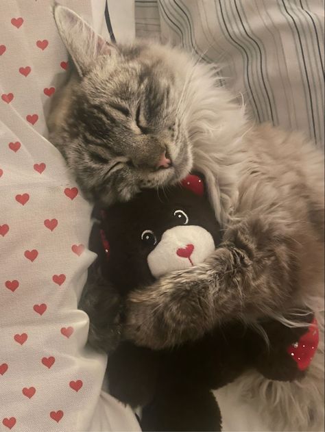 Cat read hearts valentine Cat Hugging Teddy Bear, Cat Holding Heart, Goodnight Cat, Cat Hugging, Cats Photos, Cat Hug, Korean Guys, Cute Cats Photos, Silly Animals