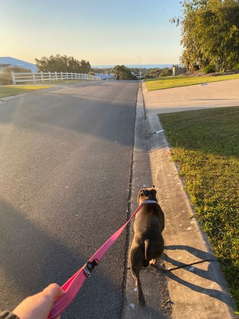 dog walk walks summer Taking Dog For A Walk, Walking Around Aesthetic, Vision Board Dog Mom, Walking Dogs Aesthetic, Dog Walks Aesthetic, Walking The Dog Aesthetic, Walking Vision Board, Walk With Dog Aesthetic, Walking Outside Aesthetic