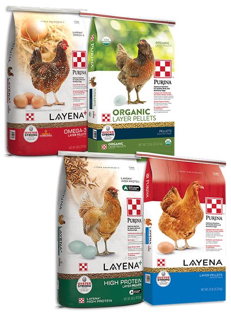 Poultry Feeding Program Trial | Purina Animal Nutrition Layer Feed, Feeding Program, Egg Quality, Medicine Packaging, Poultry Feed, Laying Hens, Backyard Poultry, Egg Production, Chicken Feed