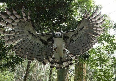 Noxus League Of Legends, Harpy Eagle, Wild Animals Pictures, Unusual Animals, Silly Animals, Exotic Birds, Birds Of Prey, Animal Planet, Animal Photo