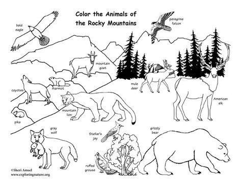 Learn about habitats and animals with simple, fun activities from Exploringnature.org Mountain Habitat Preschool Activities, Colorado Animals, Habitat Worksheets Free Printable, Habitat Worksheet, Animal Habitat Sorting Free Printable, Habitat Activities For Third Graders, When Is Fathers Day, Homeschool Nature Study, Animal Worksheets