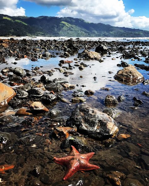 Tide Pools California, Point Loma Tide Pools, Pacific Northwest Tide Pools, Iphone 11 Wallpapers, Hawaii Tide Pools, Pacifica Northwest, Best Pools, Pacific Grove California, Tide Pools Oregon Coast