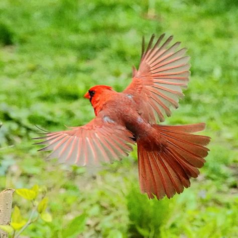 Rainbow Animation, Cardinal Flying, Cardinal Birds Art, Memory Tattoos, Open Wings, Song Birds, Nursery Mural, Birds Art, Orange Bird