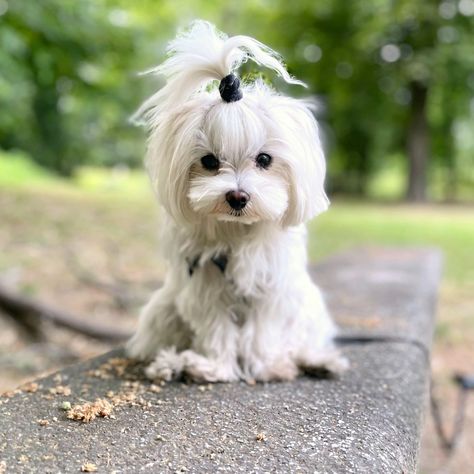 Maltese Dogs Haircuts, Maltipoo Dog, Morkie Puppies, Puppy Grooming, Very Cute Puppies, Cold Blooded, Dog Cuts, Cute Animals Puppies, Cute Dog Pictures