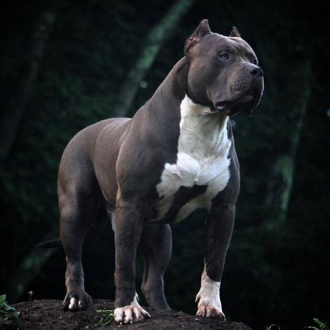 What A Beast 👀💪 📸 @xxldesignerpitbulls - - Follow 👉@gym_fitness_fans ✔ #gym_fitness_fans #beast #pitbull #doglover #majestic Pitbull Dog Breed, Bully Breeds Dogs, Scary Dogs, Pitbull Puppy, Bully Dog, American Pit Bull Terrier, Pitbull Lover, Pitbull Puppies, Bully Breeds