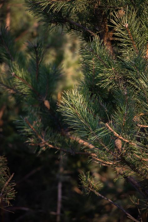 Green Lead Tree · Free Stock Photo Cedar Aesthetic, Higher Art, Juniper Tree, Pine Leaf, Led Tree, Spruce Tree, Table Scapes, Cottage In The Woods, Forest Spirit