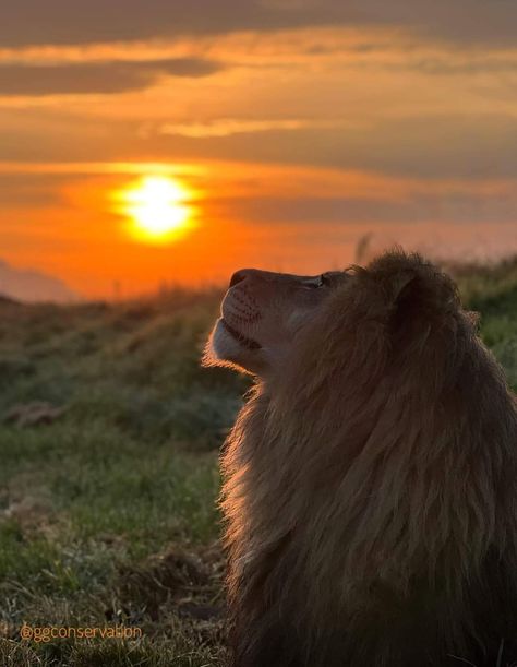 Lion King Of The Jungle, African Animals Photography, Lion Photography, Wild Animals Pictures, King Of The Jungle, Lion Pictures, African Lion, Pretty Animals, The Sunrise