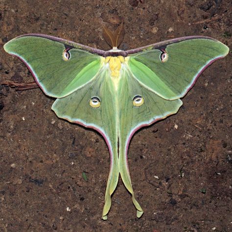 A Field Guide to Finding Cool Moths Green Luna Moth Tattoo, Flannel Moth, Luna Moth Tattoo, Io Moth, Rosy Maple Moth, Colorful Moths, Lunar Moth, Moth Wings, Moon Moth