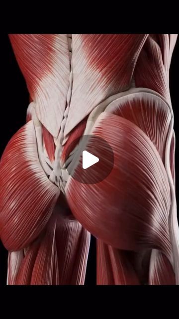 Hip Muscles Anatomy, Hip External Rotation, Gluteus Minimus, Hip Anatomy, Hip Abduction, Hip Extension, Glute Medius, Gluteus Maximus, Gluteal Muscles