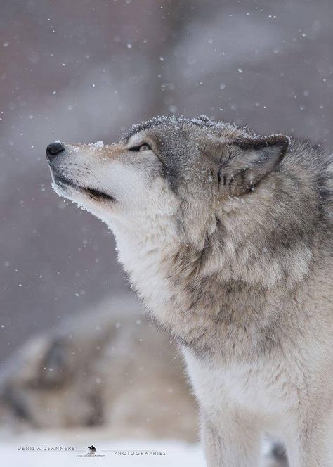 North American Gray Wolf                                                                                                                                                                                 More Aesthetic Printouts, Wolf Conservation Center, Wolf Husky, Wolf Photos, Wolf Love, Wild Wolf, Wolf Pictures, Beautiful Wolves, Wolf Spirit