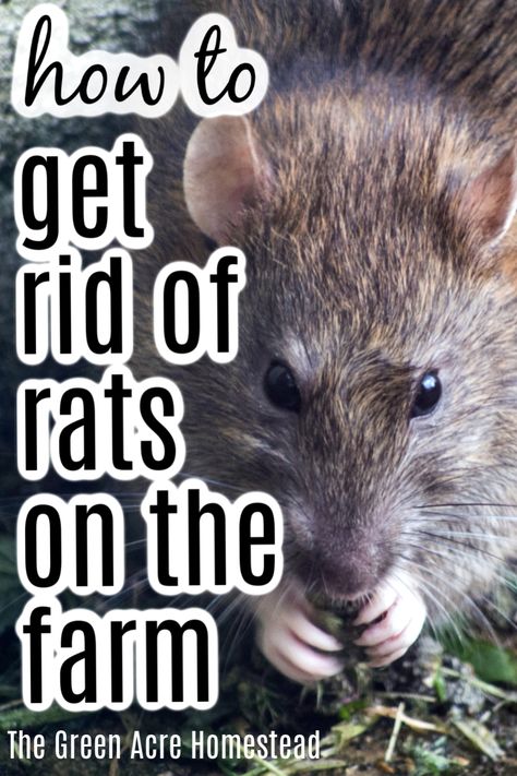 How To Get Rid Of Rats In Chicken Coop, Get Rid Of Rats In Yard, How To Get Rid Of Rats Outside, How To Get Rid Of Rats, Get Rid Of Rats Outside, Basic Homesteading, Duck Feeder, Wood Rat, Get Rid Of Rats