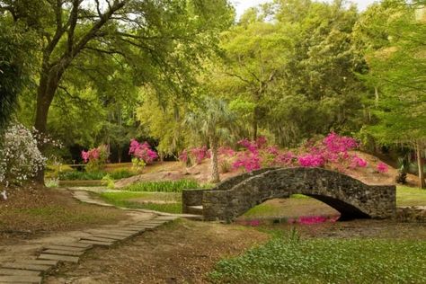 2. Jungle Gardens Avery Island, Swamp Tours, Jungle Gardens, Beautiful Park, Exotic Plants, Rare Plants, Garden Bridge, Ecuador, Cool Places To Visit