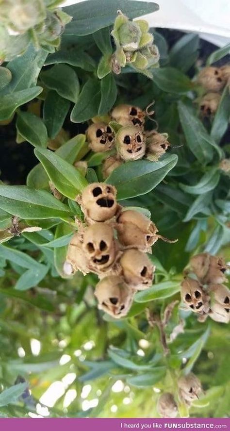 Snapdragon Flowers, Strange Flowers, Weird Plants, That Smile, Unusual Plants, Unusual Flowers, Rare Flowers, Unique Plants, Flower Skull