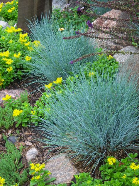 Blue Fescue 'Elijah Blue' has been greeting visitors at the front border of the Garden Drama test garden for over 10 years. How does one make blue fescue  (Festuca glauca 'Elijah Blue') happy? From... Short Ornamental Grasses, Fescue Grass, Blue Fescue, Rock Garden Plants, Grasses Landscaping, Grasses Garden, Rock Garden Landscaping, Shade Plants, Ornamental Grasses