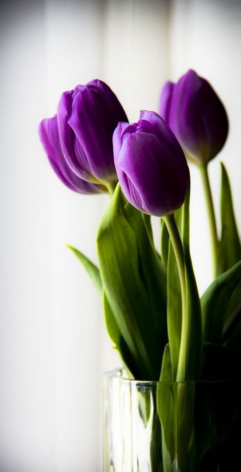 Simple. Like me. Growing Tulips, Purple Stuff, Purple Tulips, The Secret Garden, All Things Purple, Deco Floral, Beautiful Blooms, Ikebana, Love Flowers