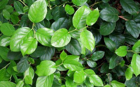 Weve created our systems of work and rest in the image of what were fighting - Sarah Klatt https://t.co/PKIumqcU5M https://t.co/n9xLpv1LXN Salal Plant, Lemon Leaves, Blur Photo, Photo Dimensions, Flower Guide, Nature Backgrounds, Native Plants, Amazing Flowers, Flowers Bouquet