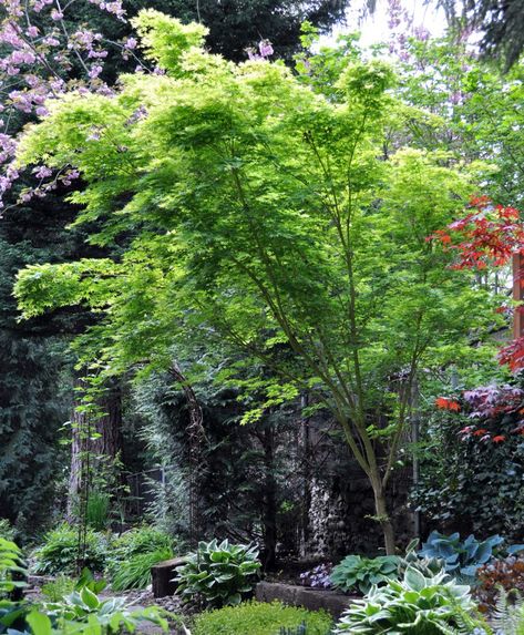 Coral Bark Japanese Maple Landscape, Japanese Maple Tree Landscape, Coral Bark Maple, Maple Tree Landscape, Coral Bark Japanese Maple, Japanese Maple Tree, Acer Palmatum, Side Garden, Maple Tree