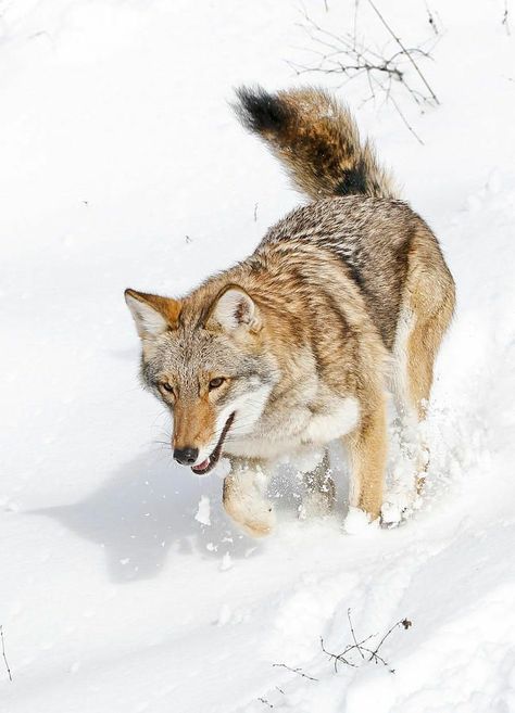 Catrina Aesthetic, Coyote Reference, Coyote Running, Wolf Inspiration, Athena Mckinzie, Coyote Animal, Running In Snow, Brown Wolf, Baby Wolves