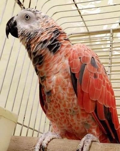 Parrot Pictures, Parrot Quotes, Gray Parrot, Bird Owner, Senegal Parrot, Amazon Parrot, Grey Parrot, Common Birds, Colorful Parrots