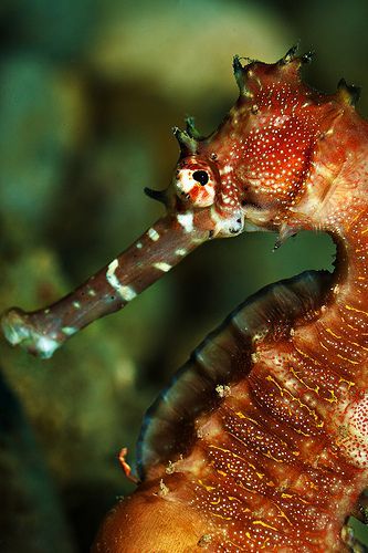 Thorny Seahorse, Sea Dragons, Fauna Marina, Life Under The Sea, Sea Horses, Beneath The Sea, Deep Sea Creatures, Beautiful Sea Creatures, Sea Dragon