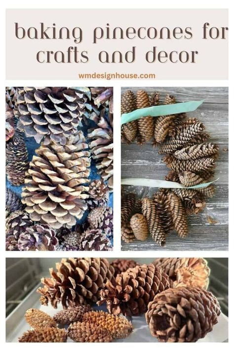 Bake Pinecones For Crafts, How To Open Pinecones, Baking Pinecones, Pinecone Garland Diy, Types Of Pine Trees, Cone Trees, Pinecone Ornaments, Pinecone Wreath, Vinegar And Water