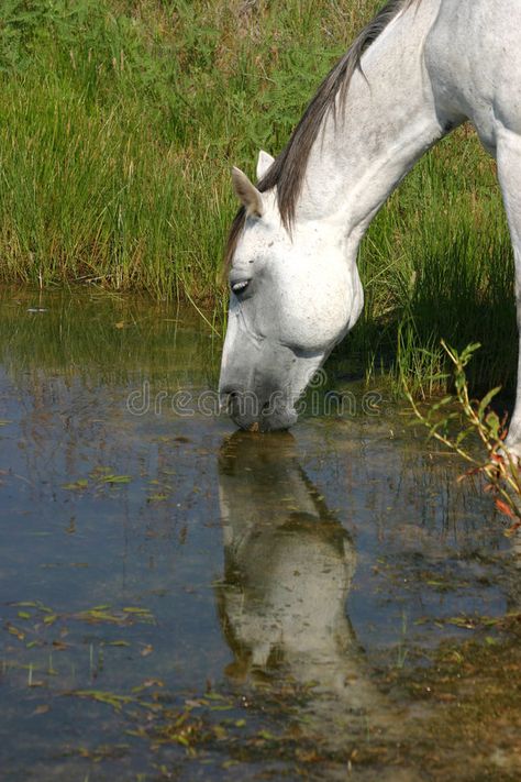 Dapple Gray Horse, Pond Reflection, Reflection In Water, Dapple Grey Horses, Gray Horse, Grey Horse, Water Reflections, In Water, Stock Images Free