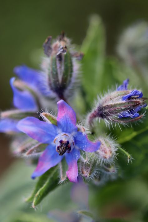 Closeup photograph of a Borage Flower and Buds Borage Plant, Forest Paintings, Herbs To Grow, Garden Herbs, Natural Preservatives, Forest Painting, Pretty Flower, Companion Planting, Medicinal Herbs