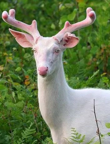 Albino Deer, Rare Albino Animals, Regnul Animal, Albino Animals, White Deer, Mule Deer, Animale Rare, Unusual Animals, Rare Animals