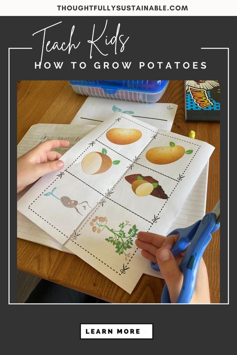 Want to teach your kids about reducing food waste while simultaneously growing some potatoes? Check out this simple science activity to identify and visualize the life cycle of a potato and learn how to grow your own scrumptious spuds! Potato Lesson Plans, Potato Activity For Preschool, Potato Activities For Kids, Potato Crafts For Kids, Potato Activities, Potato Craft, Potato Science Experiment, Harvest Activities, Cycle For Kids