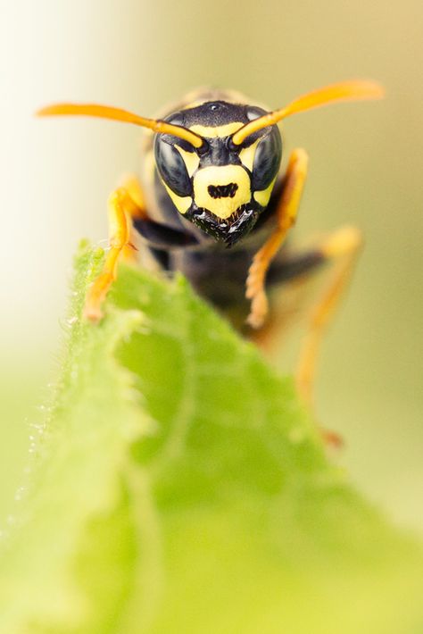 Yellow Jacket Bee, Yellow Jacket Wasp, Food Resources, Dumpsters, Biker Gang, Yellow Jackets, Feeding Station, Creepy Crawlies, Yellow Jacket