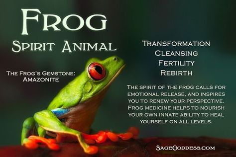 Visit the post for more. Frog Spirit Animal, Frog Meaning Spiritual, Frog Spirit Animal Meaning, Frog Symbolism, Frog Medicine, Frog Totem, Animal Totem Spirit Guides, Spirit Animal Meaning, Totem Animals