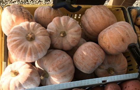 Market Recipe Blog: Autumn Frost Squash with Scallops (with vegetarian option) | CSFS at UBC Farm Autumn Frost Squash, Autumn Frost Squash Recipe, Mashed Squash, Winter Squash Recipes, Pumpkin Family, Csa Recipes, Pumpkin Squash, Scallops Seared, Recipe Blog