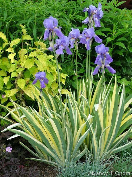 Iris pallida 'Variegata' with Cornus sericea 'Sunshine' Cornus Sericea, Iris Pallida, Iris Sibirica, Siberian Iris, Sambucus Nigra, Bucks County Pa, Rare Seeds, Iris Garden, Plant Combinations