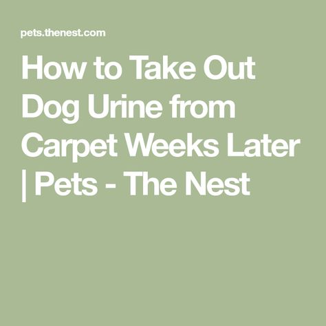 Remove Dog Urine Smell From Carpet, How To Remove Dried Dog Urine From Carpet, Dog Pee Smell Out Of Carpet Diy, Cleaning Dog Urine From Carpet, Dog Urine Stains Out Of Carpet, How To Get Rid Of Pet Urine In Carpet, How To Remove Dog Urine From Carpet, How To Deep Clean Carpet Pet Urine, Removing Dog Urine From Carpet