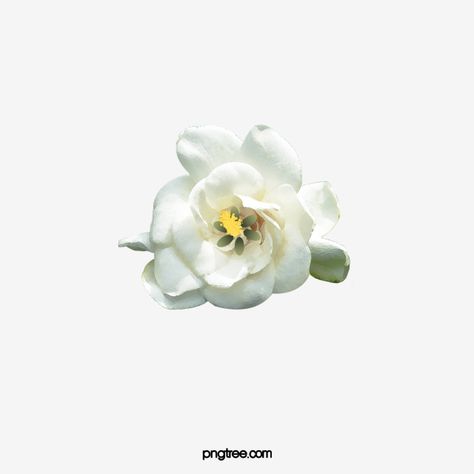 Petal Flower Template, White Magnolia Flower, 5 Petal Flower, Template Free Printable, Magnolia Flowers, White Magnolia, Flowers Petals, Petal Flower, Magnolia Flower