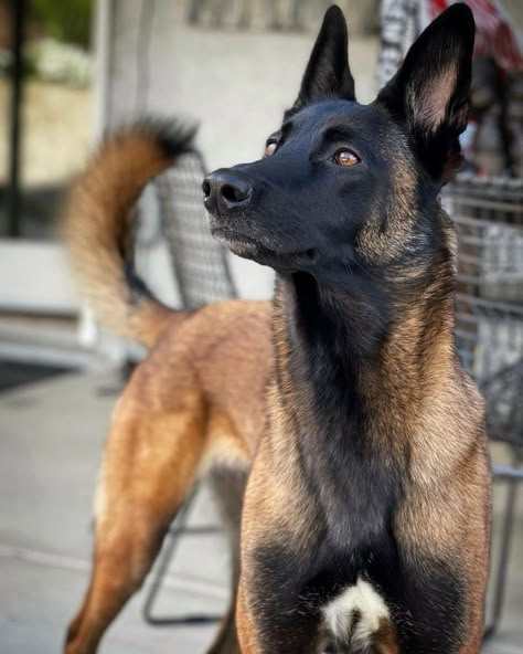 Belgium Malinois, Belgian Malinois Dog, Malinois Dog, Fox Dog, Scary Animals, Belgian Shepherd, Cute Dog Pictures, Dog Allergies, Pretty Dogs