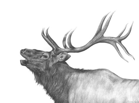 Elk done in graphite pencil by Marlene Mullet Bull Elk Drawing, Elk Tattoos, Elk Antler Tattoo, Elk Sketch, Wildlife Sketches, Elk Drawing, Elk Art, Elk Tattoo, Mom Office