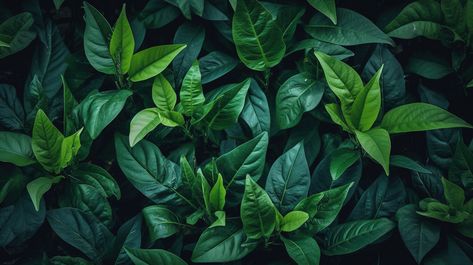 Dedaunan Dan Daun Hijau Tua Menawan Dengan Latar Belakang Abstrak Yang Subur#pikbest#Backgrounds#Others Real Estat, Abstract Backgrounds, Dark Green, Lush, Green, Quick Saves