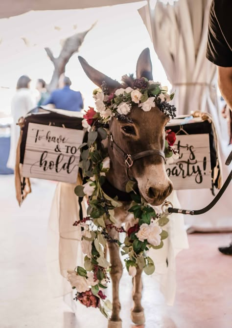 Cows At Weddings, Cowboy Wedding Ideas Western Theme, Wedding With Cows, Beer Donkey Wedding, Cow Themed Wedding Ideas, Cow Themed Wedding, Beer Donkey, Horse Wedding Ideas, Western Wedding Venues