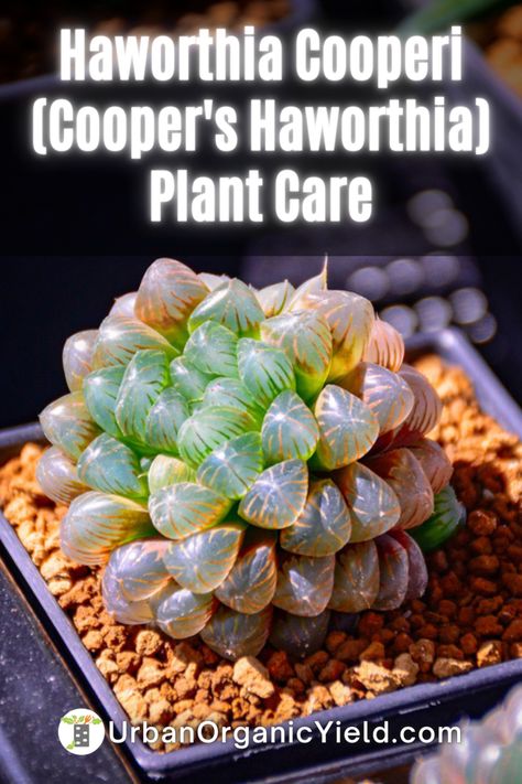 Haworthia Cooperi, also known as Cooper's Haworthia, is native to South Africa and is also known as Cooper's Haworthia. Cooper's Haworthia is a succulent plant indigenous to South Africa. This low-maintenance plant is a lovely addition to any home or garden setting, regardless of size. Our discussion will go over Cooper's Haworthia plants in depth, covering everything from watering to lighting to propagation. Continue reading to learn more. Haworthia Cooperi, Growing Cactus, Succulent Soil, Green Grapes, Low Maintenance Plants, Mother Plant, Growing Indoors, Gardening Supplies, Succulent Plant