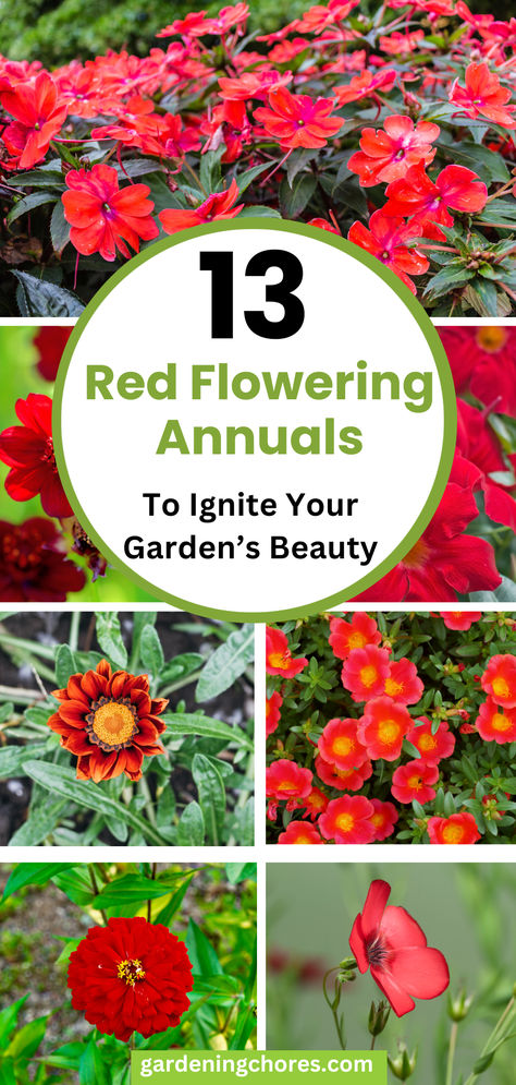 Transform your garden into a vibrant canvas with our stunning collection of gorgeous red flowering annuals. These botanical marvels, resplendent in hues ranging from deep crimson to fiery scarlet, promise to ignite your garden's beauty. Elevate your outdoor space with these radiant blooms that captivate the eye and awaken the senses. Red And White Garden Ideas, Red Perennials Full Sun, Red Perennial Flowers, Red And Orange Garden, Red Annuals Full Sun, Plants With Red Flowers, Shade Annuals, Full Sun Annuals, White Flower Pot